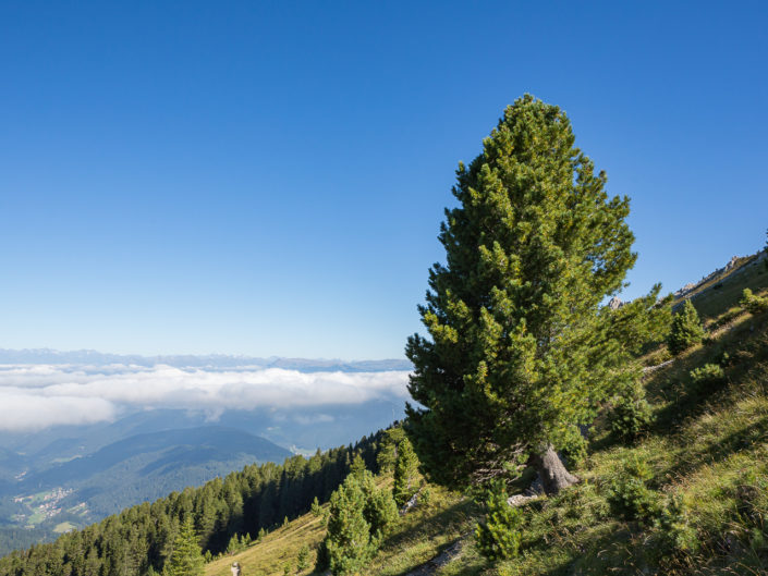 Die Zirbe - Königin der Alpen